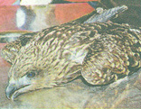 Black Kite released in the wild